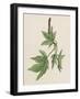 American Sweetgum Leaves (Liquidambar Styraciflua), Altingiaceae-null-Framed Giclee Print