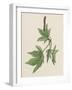 American Sweetgum Leaves (Liquidambar Styraciflua), Altingiaceae-null-Framed Giclee Print