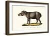 American Tapir, 1824-Karl Joseph Brodtmann-Framed Giclee Print