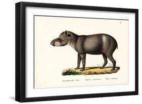 American Tapir, 1824-Karl Joseph Brodtmann-Framed Giclee Print