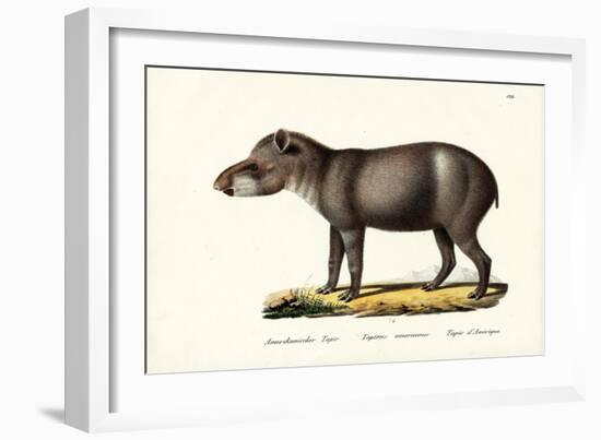 American Tapir, 1824-Karl Joseph Brodtmann-Framed Giclee Print