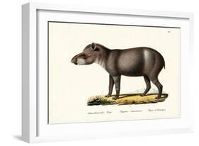 American Tapir, 1824-Karl Joseph Brodtmann-Framed Giclee Print