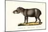 American Tapir, 1824-Karl Joseph Brodtmann-Mounted Giclee Print