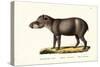 American Tapir, 1824-Karl Joseph Brodtmann-Stretched Canvas