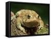 American Toad on Log, Eastern USA-Maresa Pryor-Framed Stretched Canvas