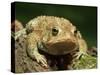 American Toad on Log, Eastern USA-Maresa Pryor-Stretched Canvas