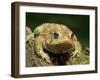 American Toad on Log, Eastern USA-Maresa Pryor-Framed Premium Photographic Print