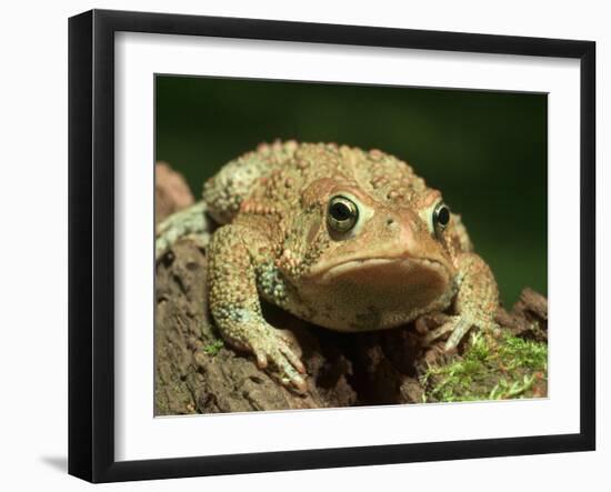 American Toad on Log, Eastern USA-Maresa Pryor-Framed Premium Photographic Print