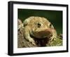 American Toad on Log, Eastern USA-Maresa Pryor-Framed Premium Photographic Print