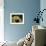 American Toad on Log, Eastern USA-Maresa Pryor-Framed Premium Photographic Print displayed on a wall
