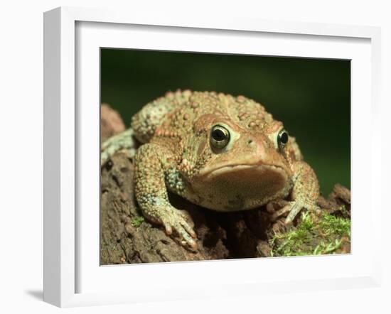 American Toad on Log, Eastern USA-Maresa Pryor-Framed Premium Photographic Print