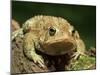 American Toad on Log, Eastern USA-Maresa Pryor-Mounted Premium Photographic Print