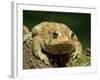 American Toad on Log, Eastern USA-Maresa Pryor-Framed Photographic Print