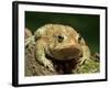 American Toad on Log, Eastern USA-Maresa Pryor-Framed Photographic Print