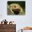 American Toad on Log, Eastern USA-Maresa Pryor-Photographic Print displayed on a wall