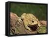 American Toad on Log, Eastern USA-Maresa Pryor-Framed Stretched Canvas