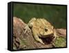 American Toad on Log, Eastern USA-Maresa Pryor-Framed Stretched Canvas