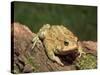 American Toad on Log, Eastern USA-Maresa Pryor-Stretched Canvas