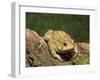 American Toad on Log, Eastern USA-Maresa Pryor-Framed Photographic Print