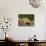 American Toad on Log, Eastern USA-Maresa Pryor-Photographic Print displayed on a wall