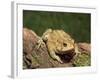 American Toad on Log, Eastern USA-Maresa Pryor-Framed Photographic Print