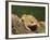 American Toad on Log, Eastern USA-Maresa Pryor-Framed Photographic Print