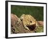 American Toad on Log, Eastern USA-Maresa Pryor-Framed Photographic Print