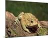 American Toad on Log, Eastern USA-Maresa Pryor-Mounted Photographic Print