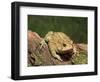 American Toad on Log, Eastern USA-Maresa Pryor-Framed Photographic Print