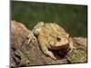 American Toad on Log, Eastern USA-Maresa Pryor-Mounted Photographic Print