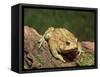 American Toad on Log, Eastern USA-Maresa Pryor-Framed Stretched Canvas