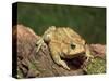 American Toad on Log, Eastern USA-Maresa Pryor-Stretched Canvas