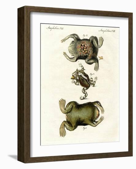 American Toads-null-Framed Premium Giclee Print