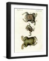 American Toads-null-Framed Premium Giclee Print