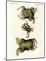 American Toads-null-Mounted Premium Giclee Print