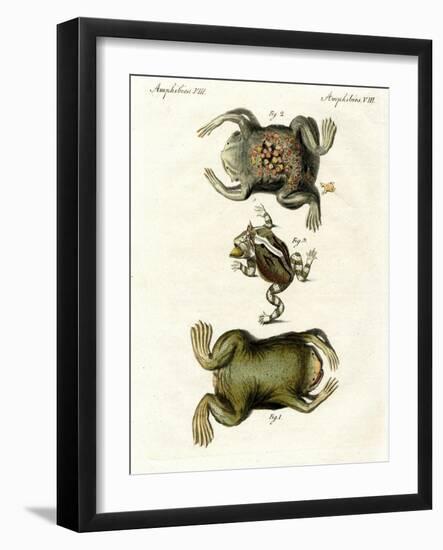 American Toads-null-Framed Giclee Print