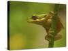 American Tree Frog in a Garden in Fuquay Varina, North Carolina-Melissa Southern-Stretched Canvas