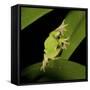 American Tree Frog in a Garden in Fuquay Varina, North Carolina-Melissa Southern-Framed Stretched Canvas