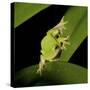 American Tree Frog in a Garden in Fuquay Varina, North Carolina-Melissa Southern-Stretched Canvas