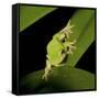 American Tree Frog in a Garden in Fuquay Varina, North Carolina-Melissa Southern-Framed Stretched Canvas