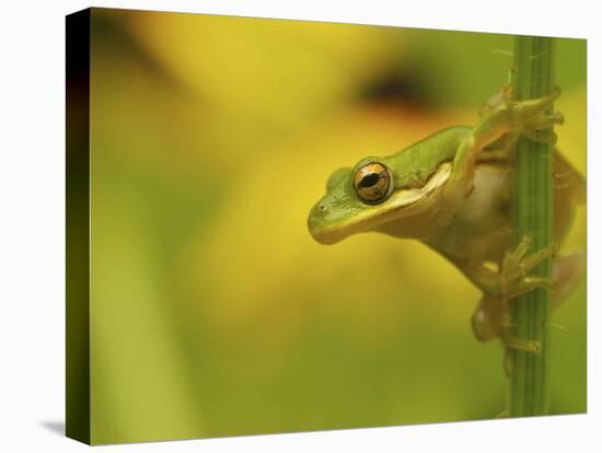 American Tree Frog in a Garden in Fuquay Varina, North Carolina-Melissa Southern-Stretched Canvas