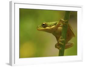 American Tree Frog in a Garden in Fuquay Varina, North Carolina-Melissa Southern-Framed Photographic Print