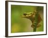 American Tree Frog in a Garden in Fuquay Varina, North Carolina-Melissa Southern-Framed Photographic Print