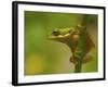 American Tree Frog in a Garden in Fuquay Varina, North Carolina-Melissa Southern-Framed Photographic Print