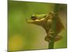 American Tree Frog in a Garden in Fuquay Varina, North Carolina-Melissa Southern-Mounted Photographic Print