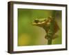 American Tree Frog in a Garden in Fuquay Varina, North Carolina-Melissa Southern-Framed Photographic Print