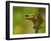 American Tree Frog in a Garden in Fuquay Varina, North Carolina-Melissa Southern-Framed Photographic Print