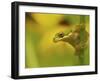 American Tree Frog in a Garden in Fuquay Varina, North Carolina-Melissa Southern-Framed Photographic Print
