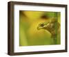 American Tree Frog in a Garden in Fuquay Varina, North Carolina-Melissa Southern-Framed Photographic Print