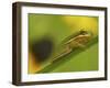 American Tree Frog in a Garden in Fuquay Varina, North Carolina-Melissa Southern-Framed Photographic Print